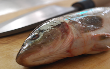 Japanese Kitchen Knife is a Must for Sashimi!