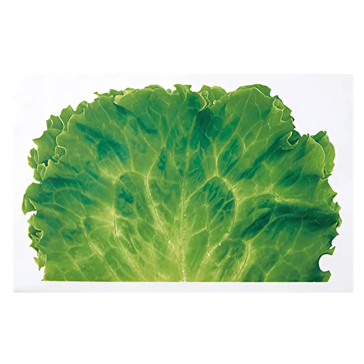 Takagi Industrial OPP Food Divider Decoration Lettuce 1000 pcs