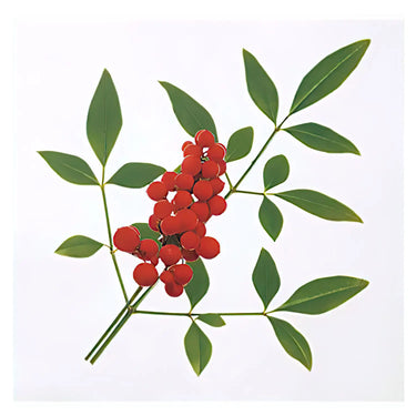 Takagi Industrial OPP Food Divider Decoration Nandina 1000 pcs